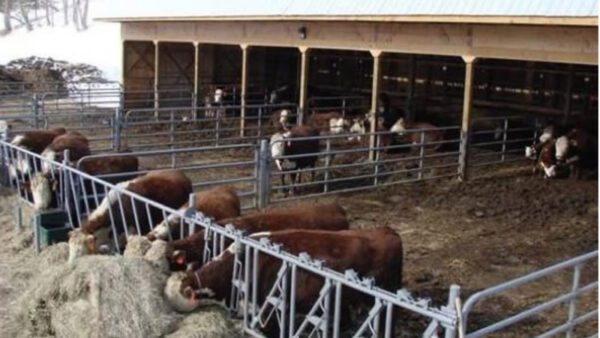 Feed Lot