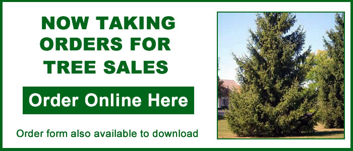 Tree Sales Button